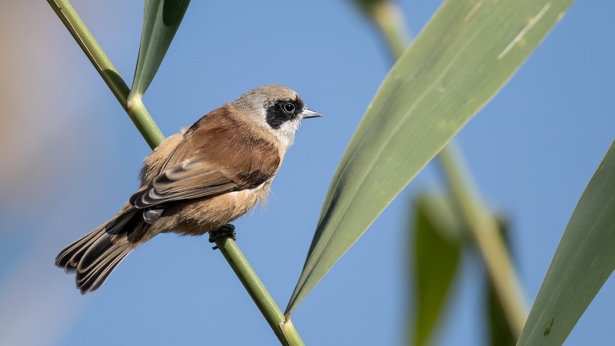 Eurasian Penduline-Tit - ML624189925