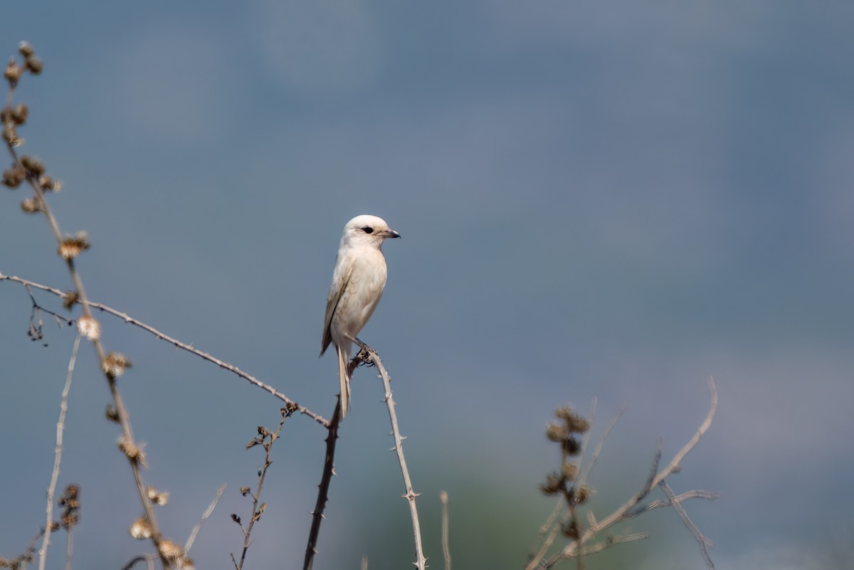 Red-backed Shrike - Ali COBANOGLU