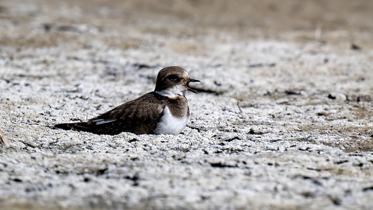 Common Ringed Plover - ML624189956