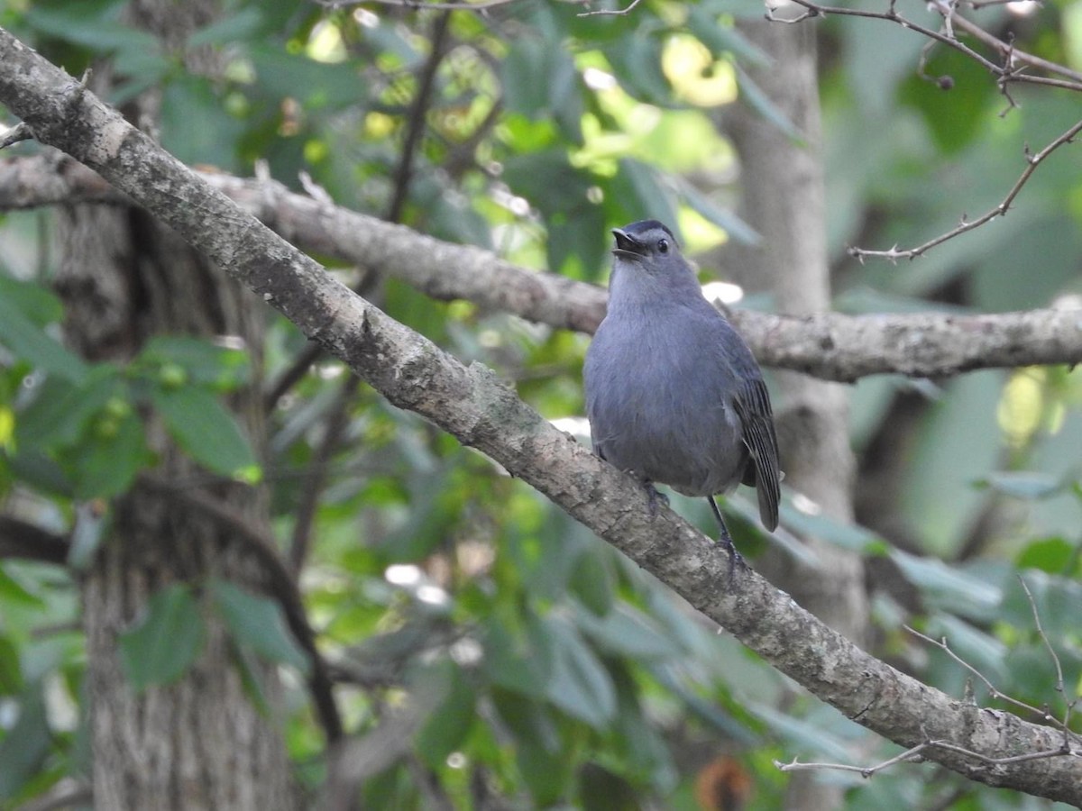 Gray Catbird - Richard A Fischer Sr.