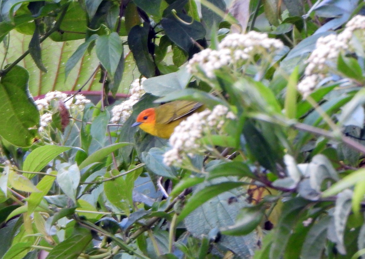 Rust-and-yellow Tanager - ML624189994