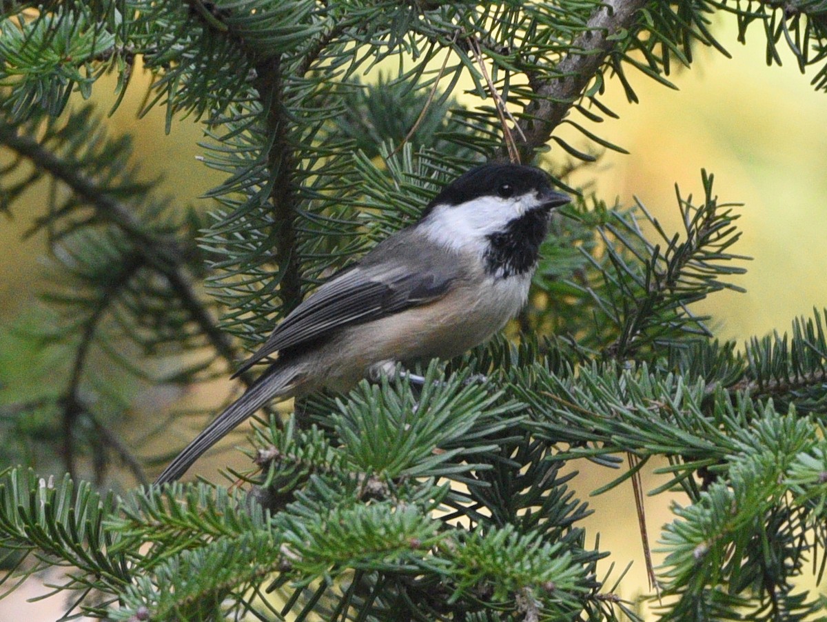 Black-capped Chickadee - ML624190007