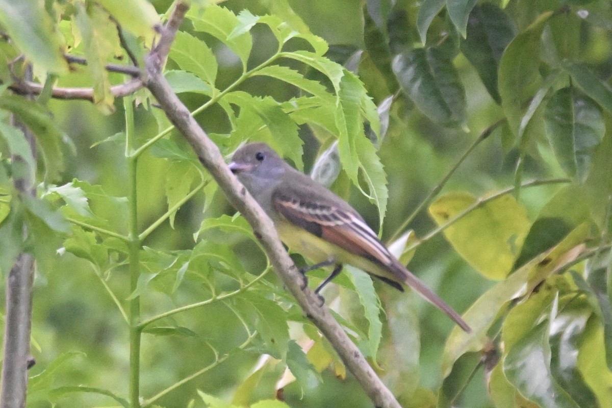 Great Crested Flycatcher - ML624190019