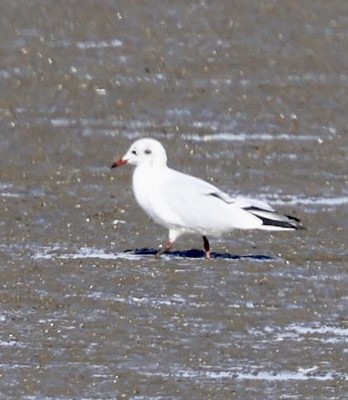 Mouette rieuse - ML624190032