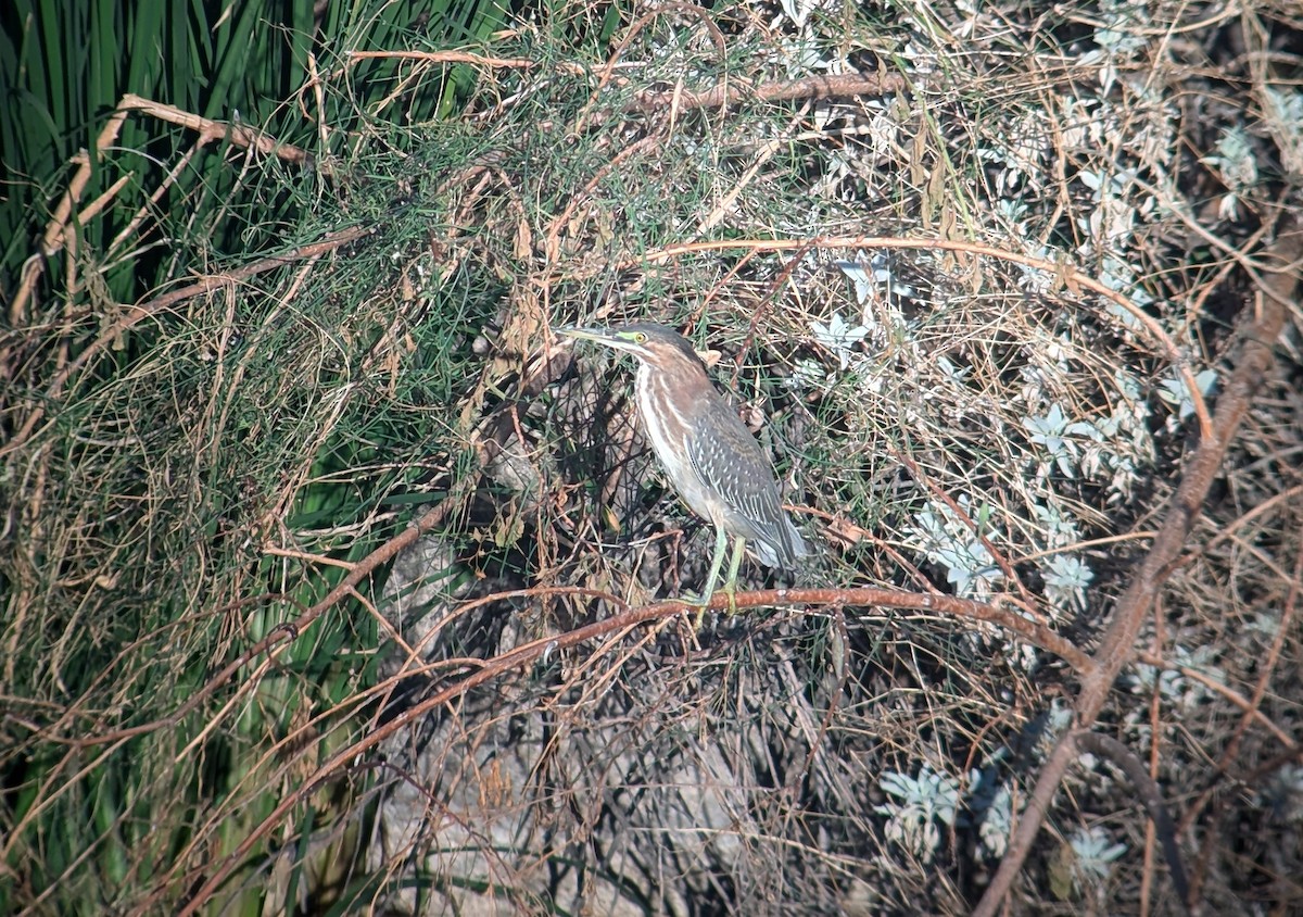 Green Heron - ML624190033