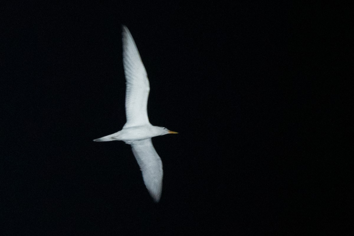 Royal Tern - ML624190034