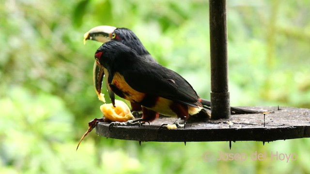 Collared Aracari - ML624190036