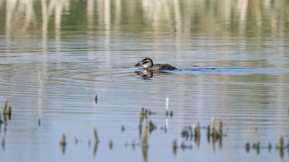 White-headed Duck - ML624190062