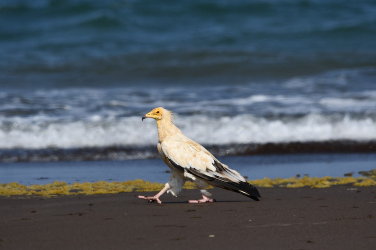 Egyptian Vulture - ML624190063