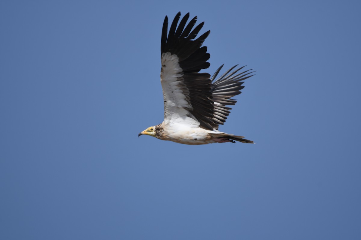 Egyptian Vulture - ML624190064