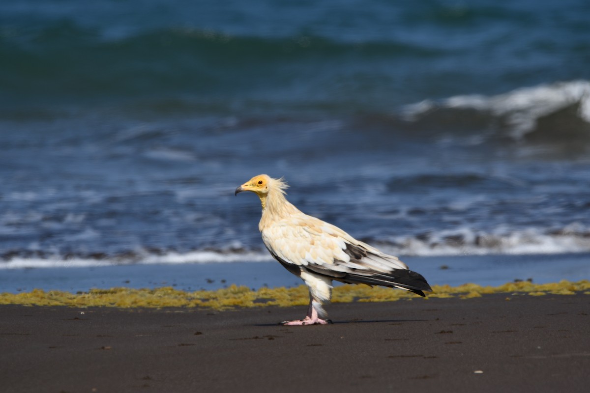 Egyptian Vulture - ML624190065