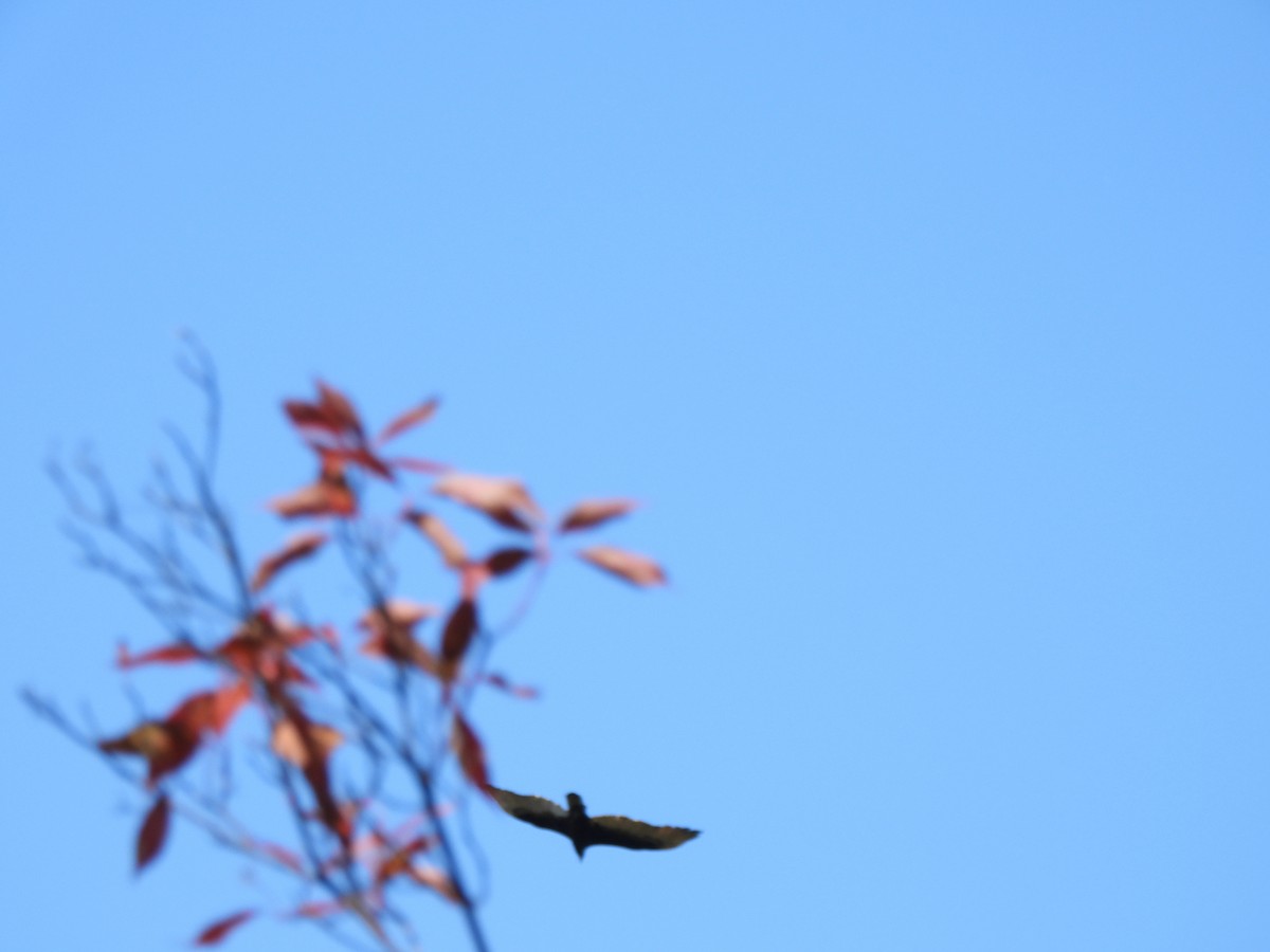 Turkey Vulture - ML624190079