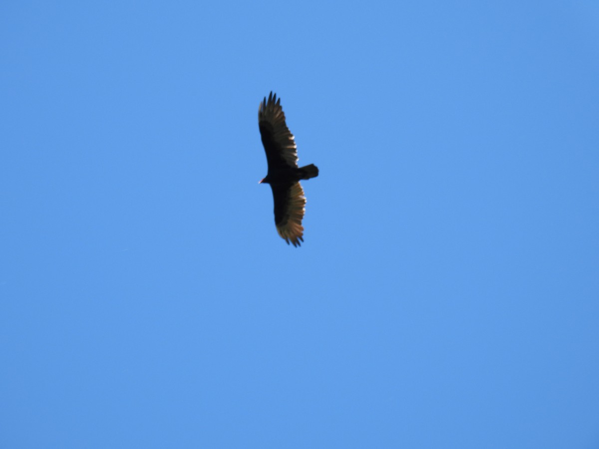 Turkey Vulture - ML624190081