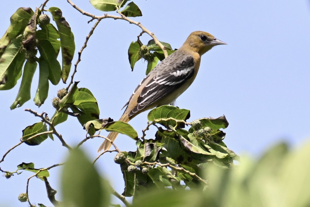 פזאי צפוני - ML624190085