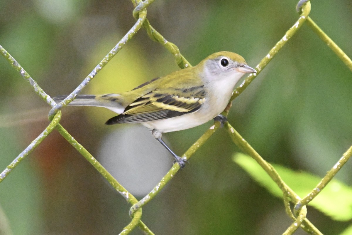 brunsideparula - ML624190089