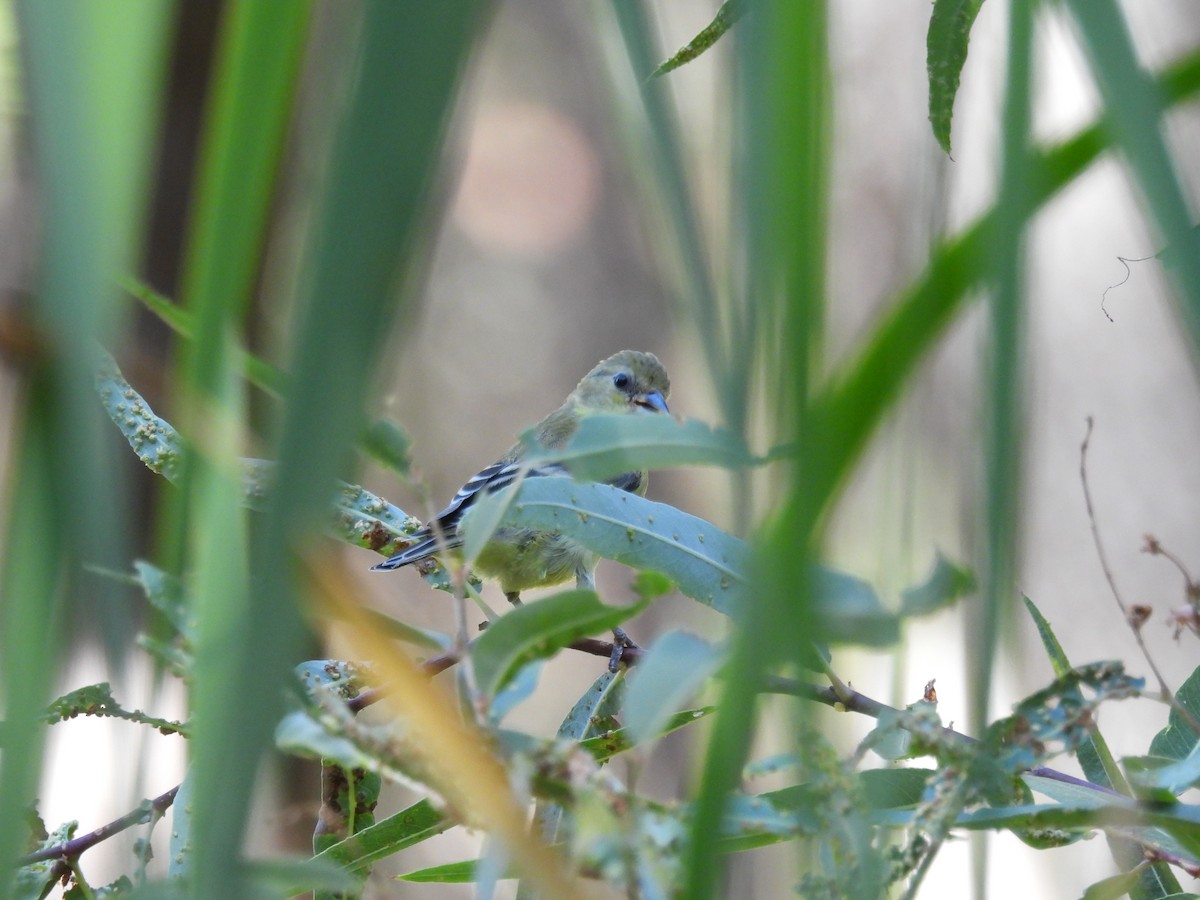 Lesser Goldfinch - ML624190099