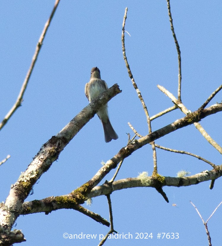 Great Crested Flycatcher - ML624190102