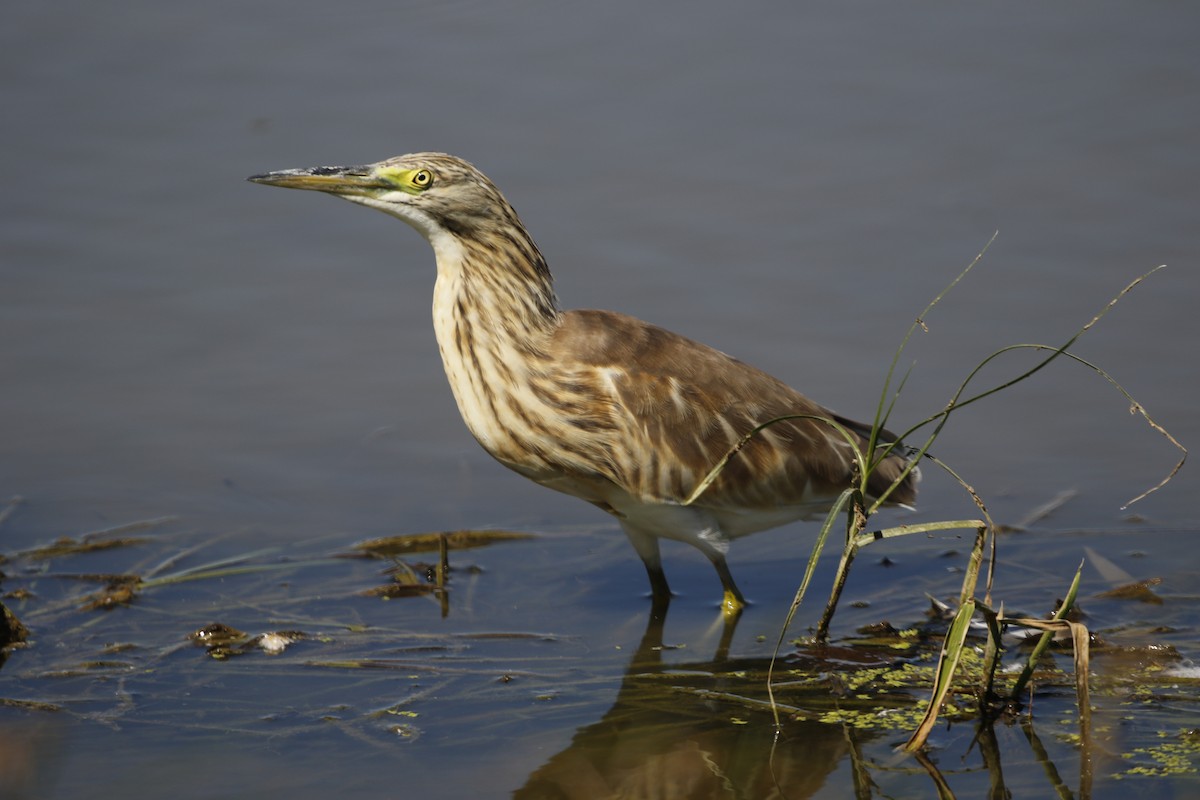 Squacco Heron - ML624190103