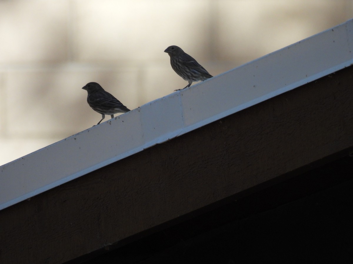 House Finch - ML624190128