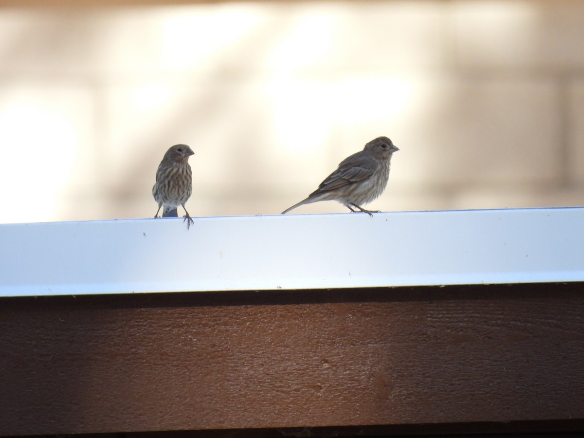 House Finch - ML624190129