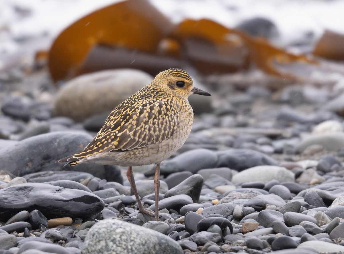 Pacific Golden-Plover - ML624190144