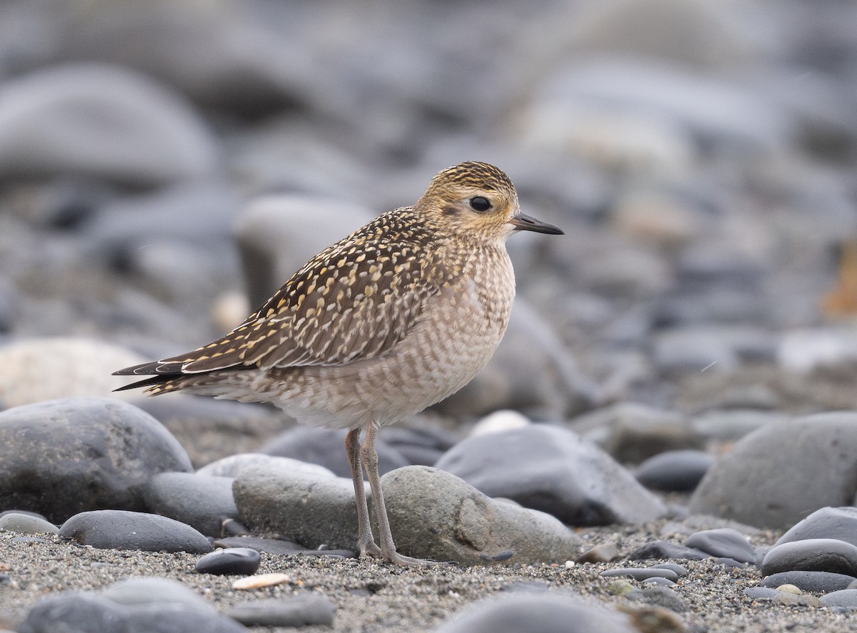 Pacific Golden-Plover - ML624190145