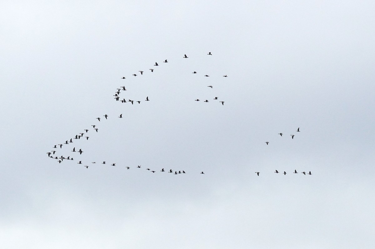 Pink-footed Goose - ML624190177