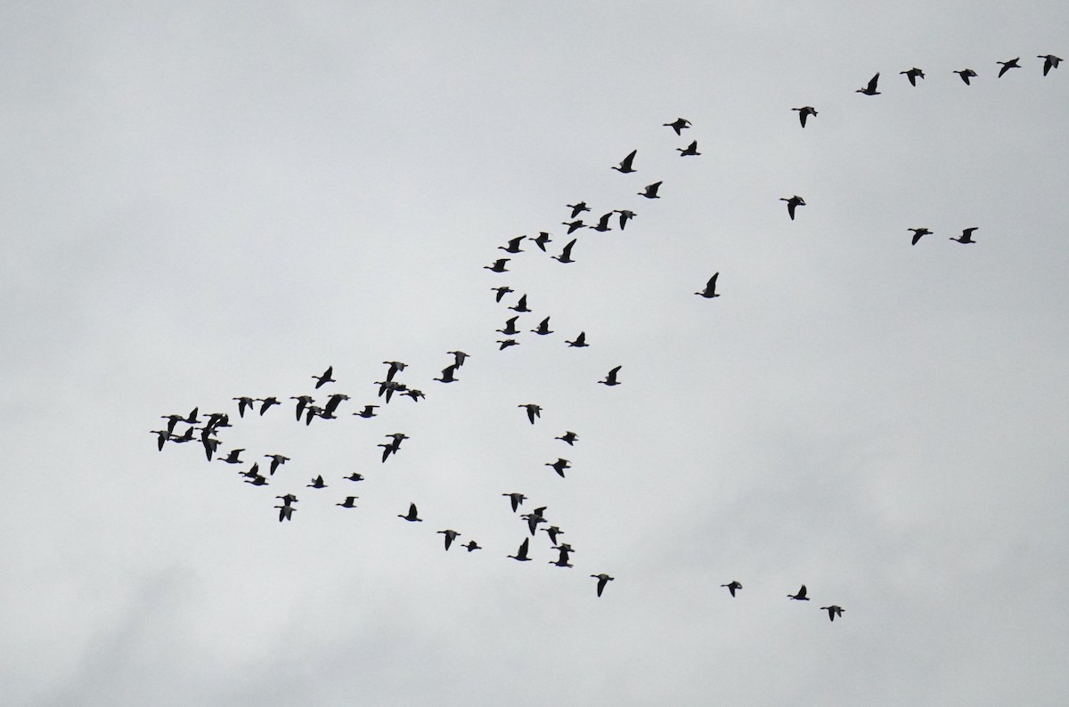 Pink-footed Goose - ML624190178