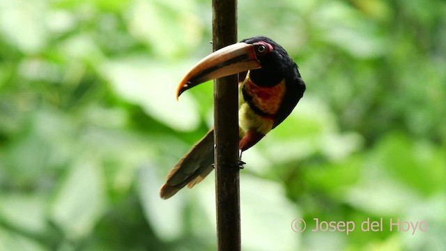 Collared Aracari - ML624190187