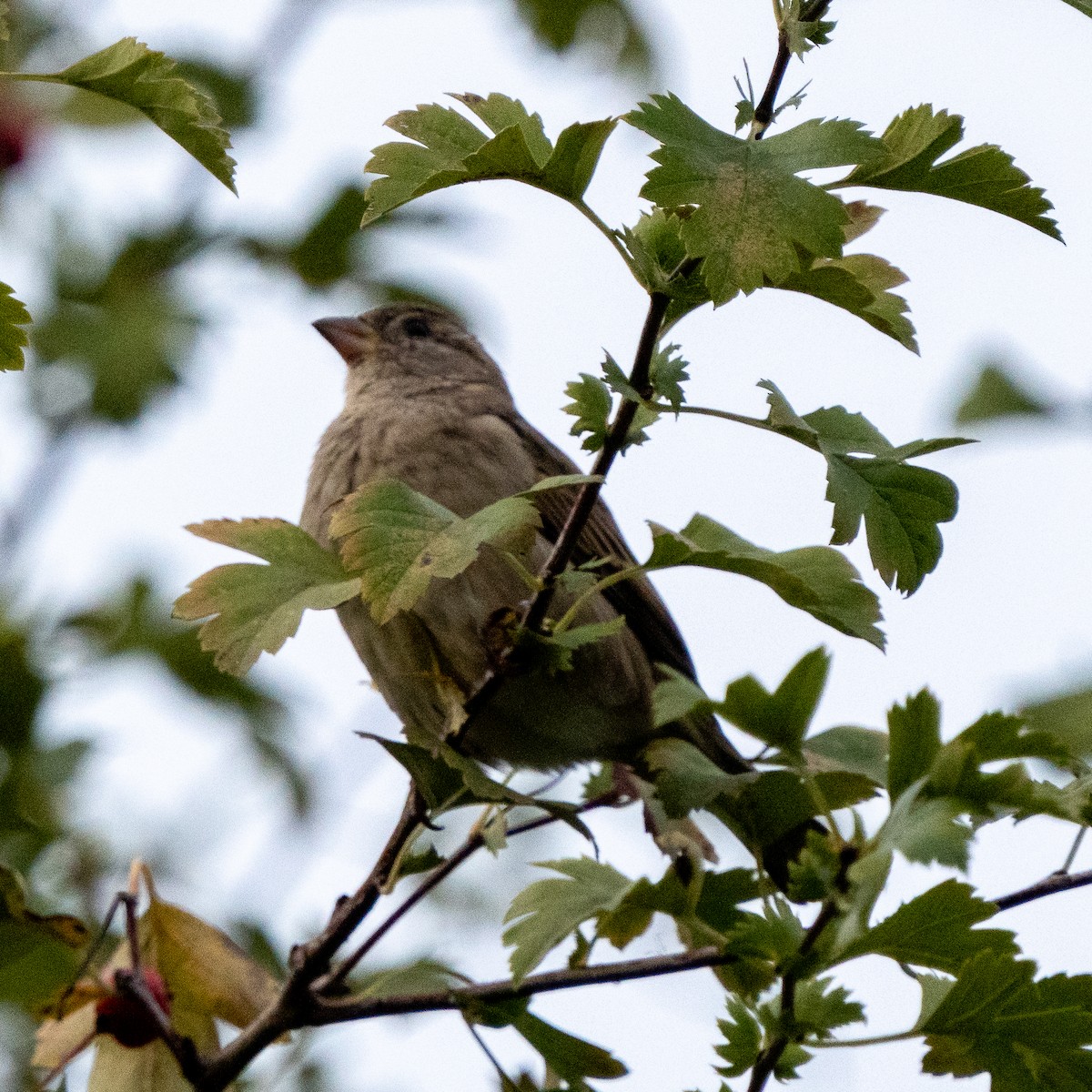 Moineau domestique - ML624190191