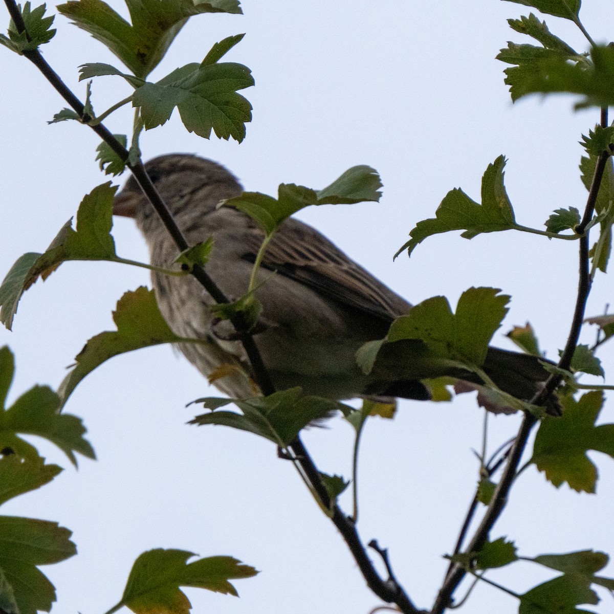 Moineau domestique - ML624190192