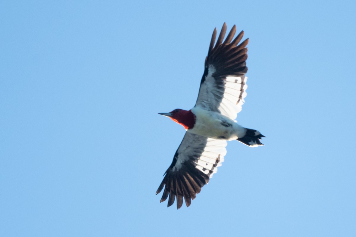 Red-headed Woodpecker - ML624190208