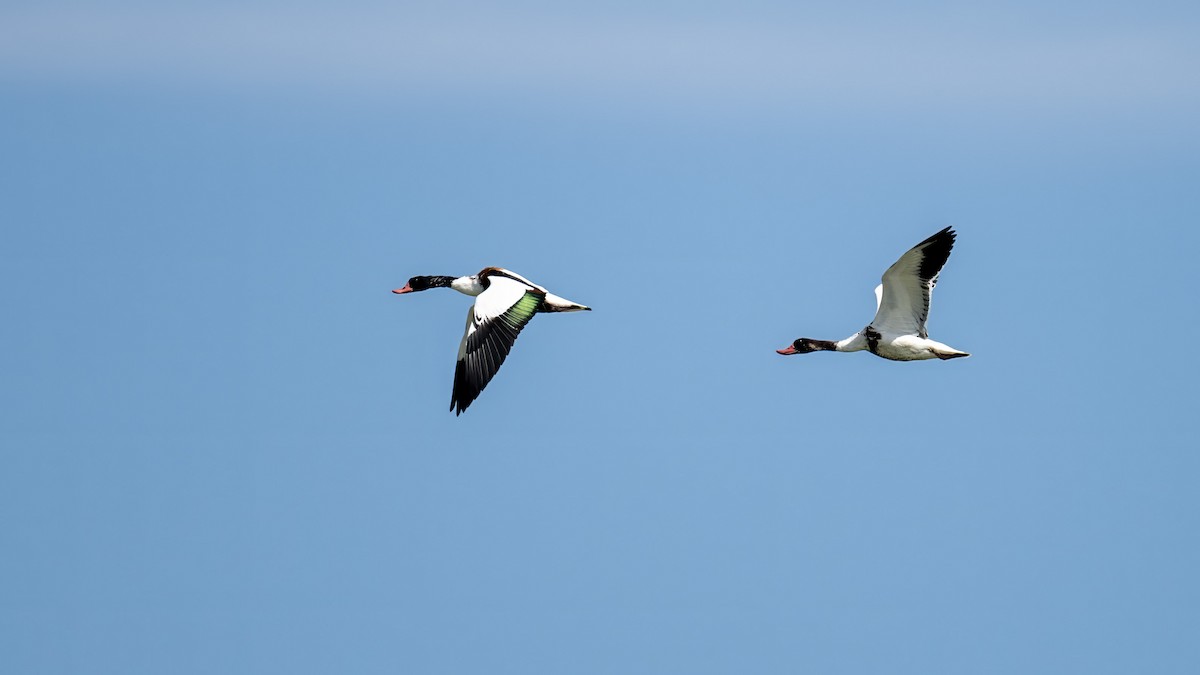 Common Shelduck - ML624190216