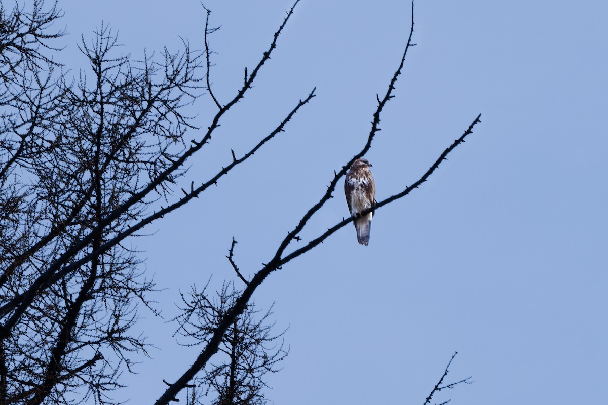 Eastern Buzzard - ML624190225