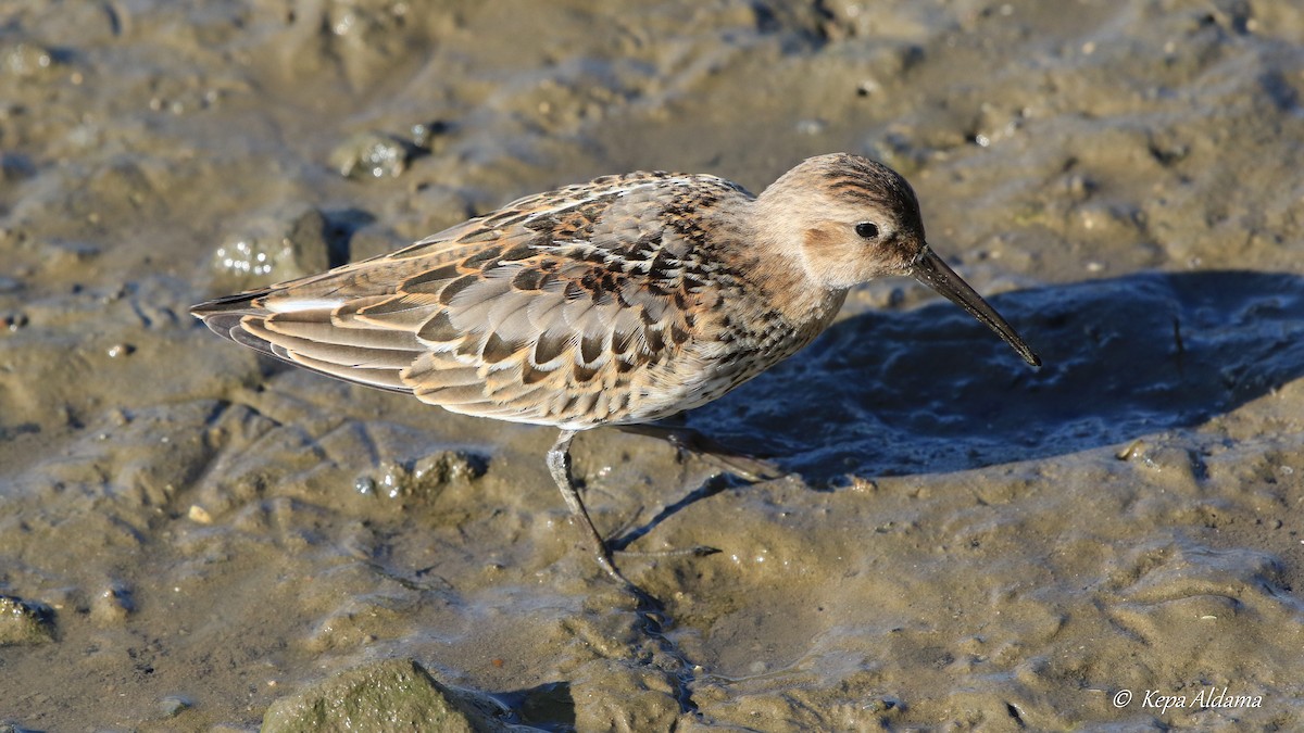 Dunlin - ML624190261