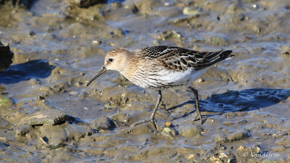 Dunlin - ML624190264