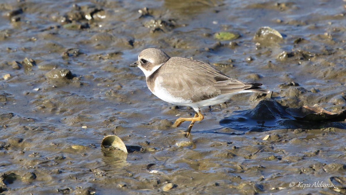 Common Ringed Plover - ML624190272