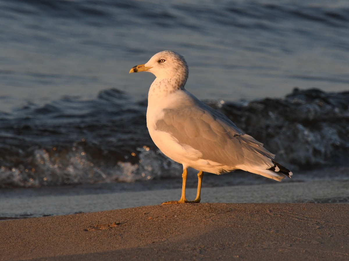 Ring-billed Gull - ML624190277