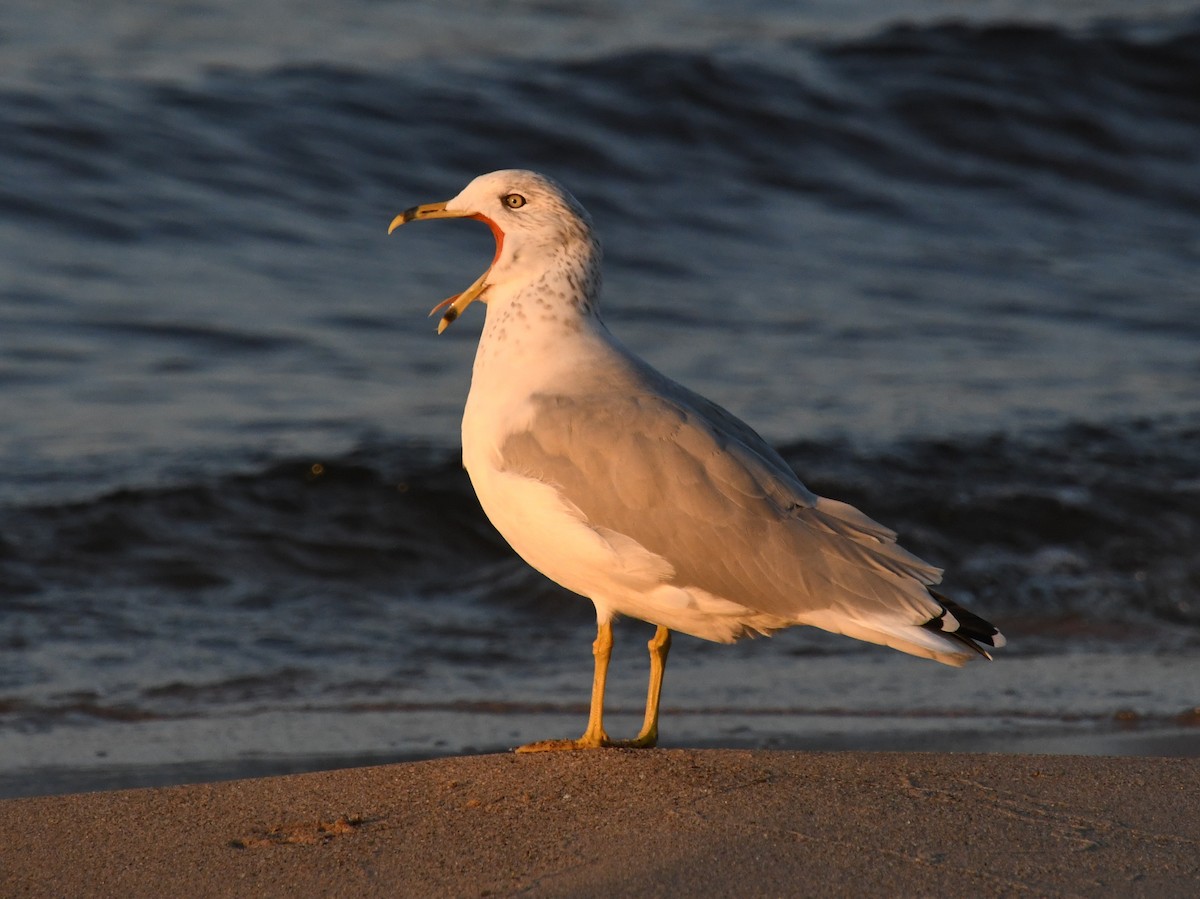 Ring-billed Gull - ML624190283