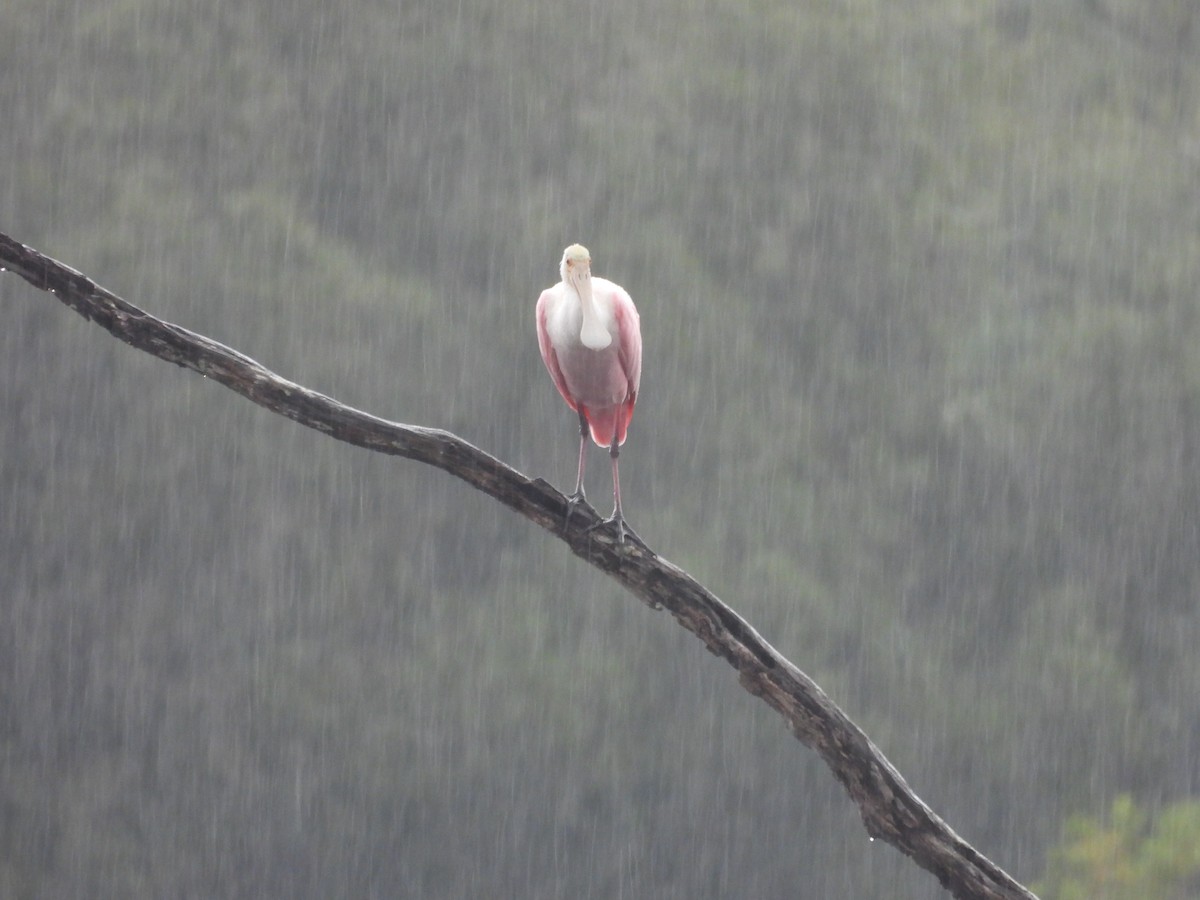 Roseate Spoonbill - ML624190324