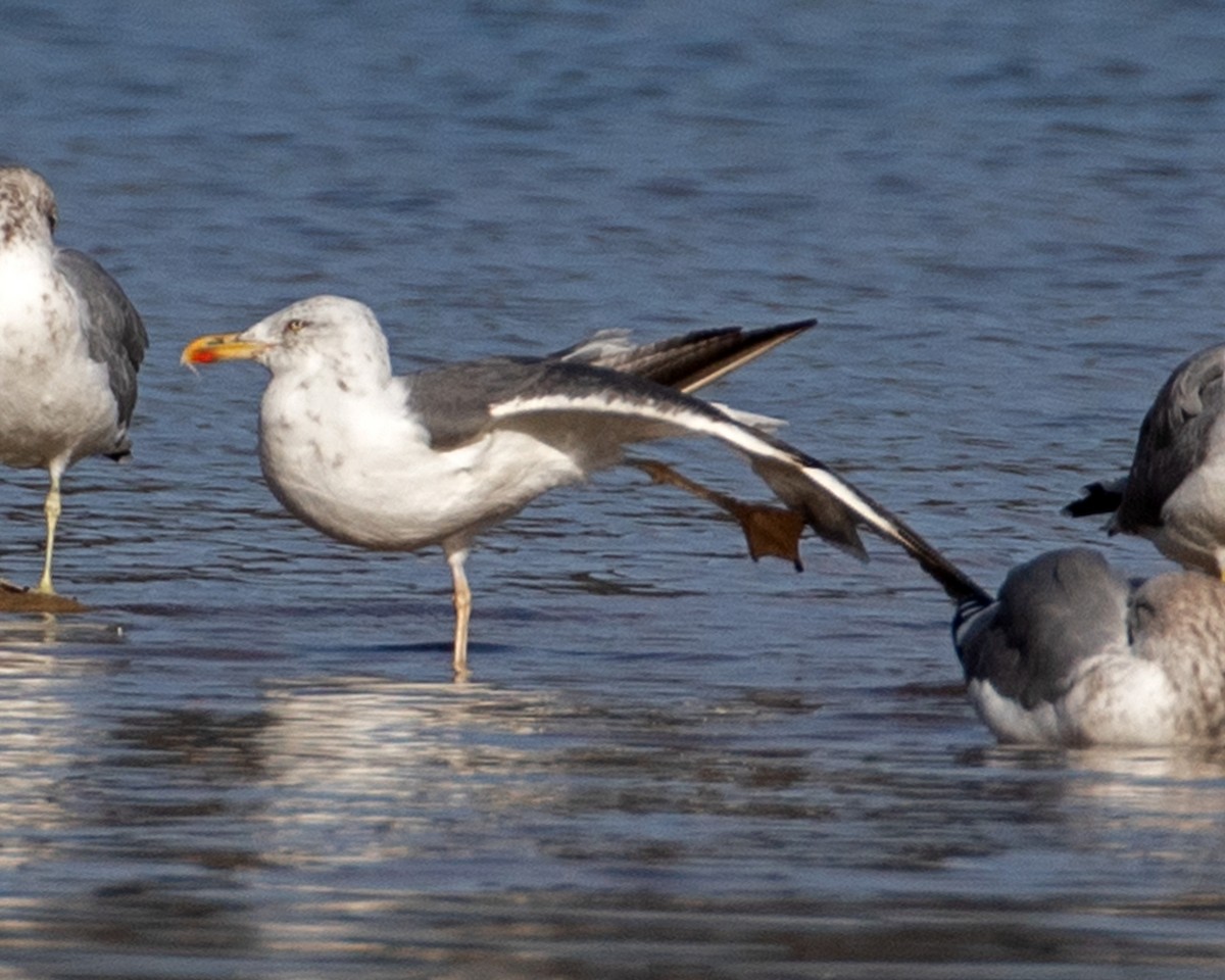 Lesser Black-backed Gull - ML624190347