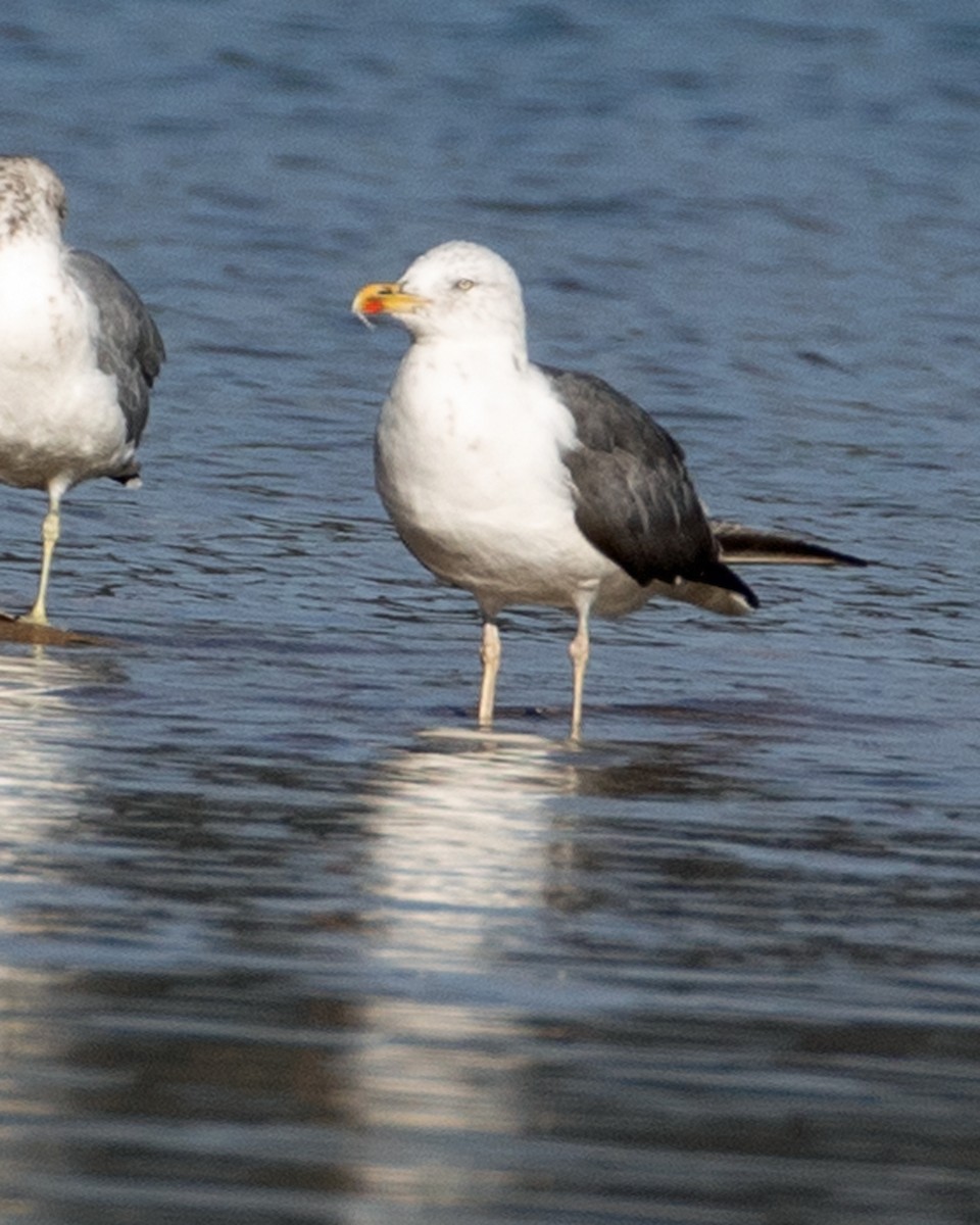 Lesser Black-backed Gull - ML624190348