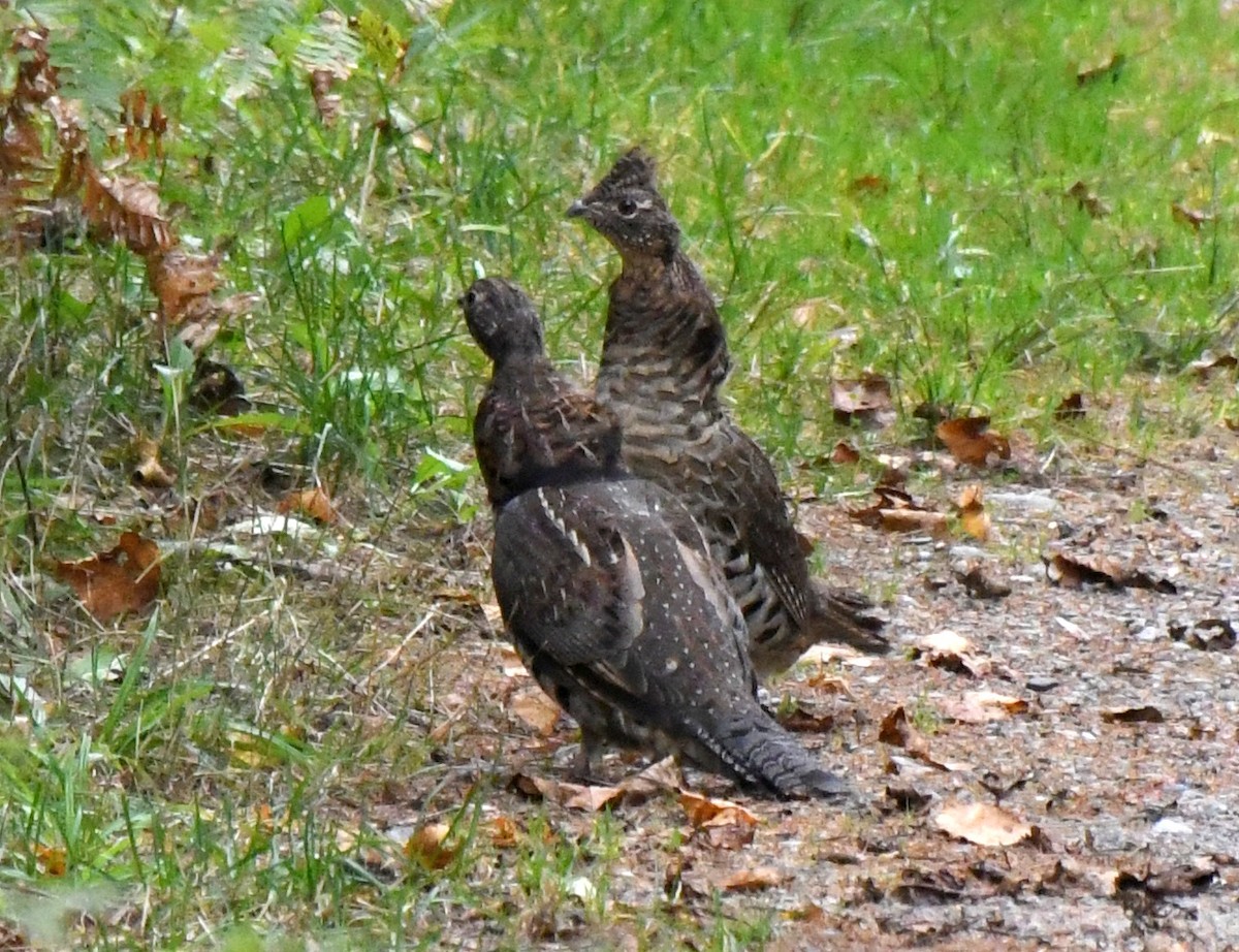 Ruffed Grouse - ML624190356