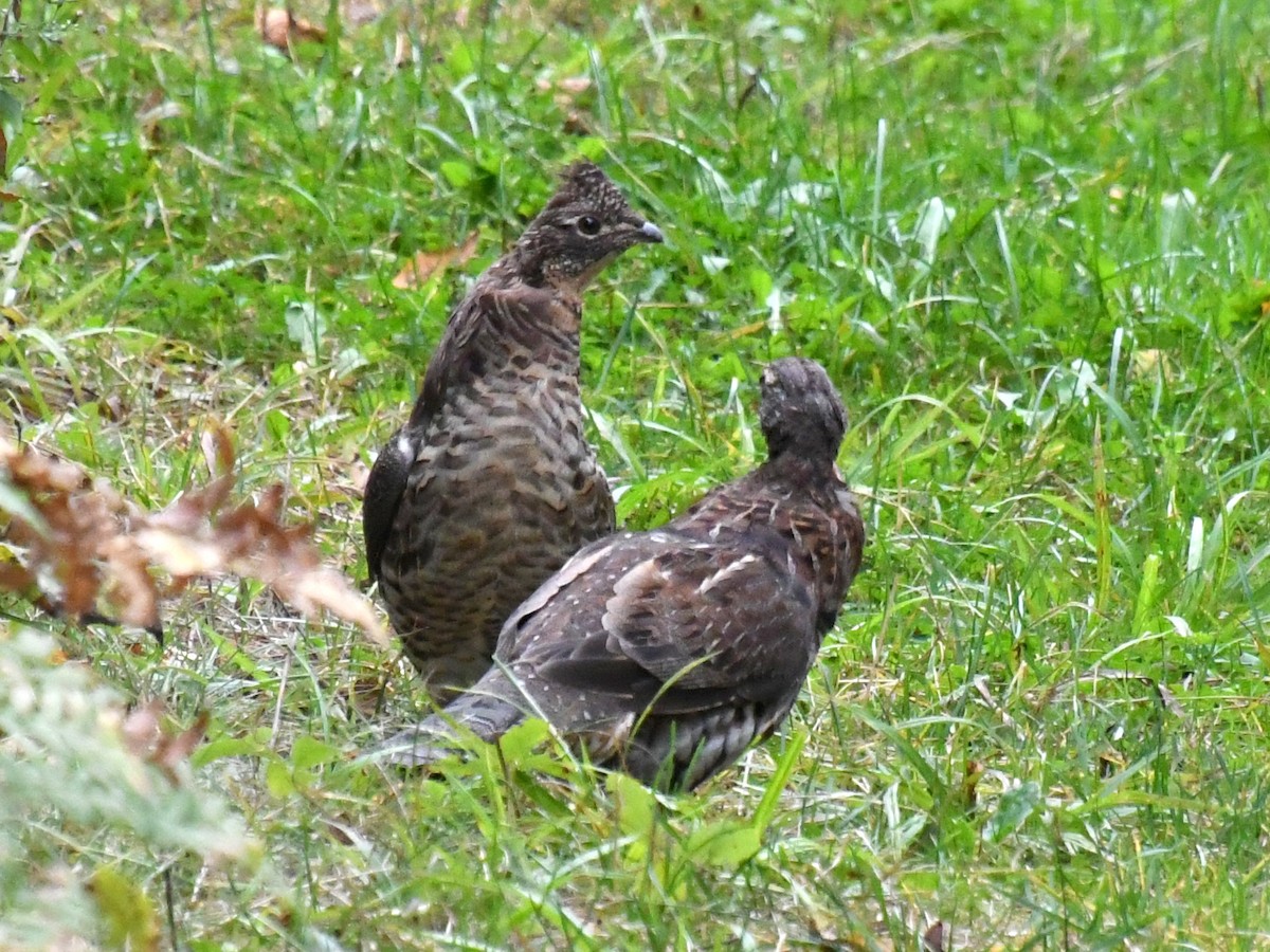 Ruffed Grouse - ML624190357