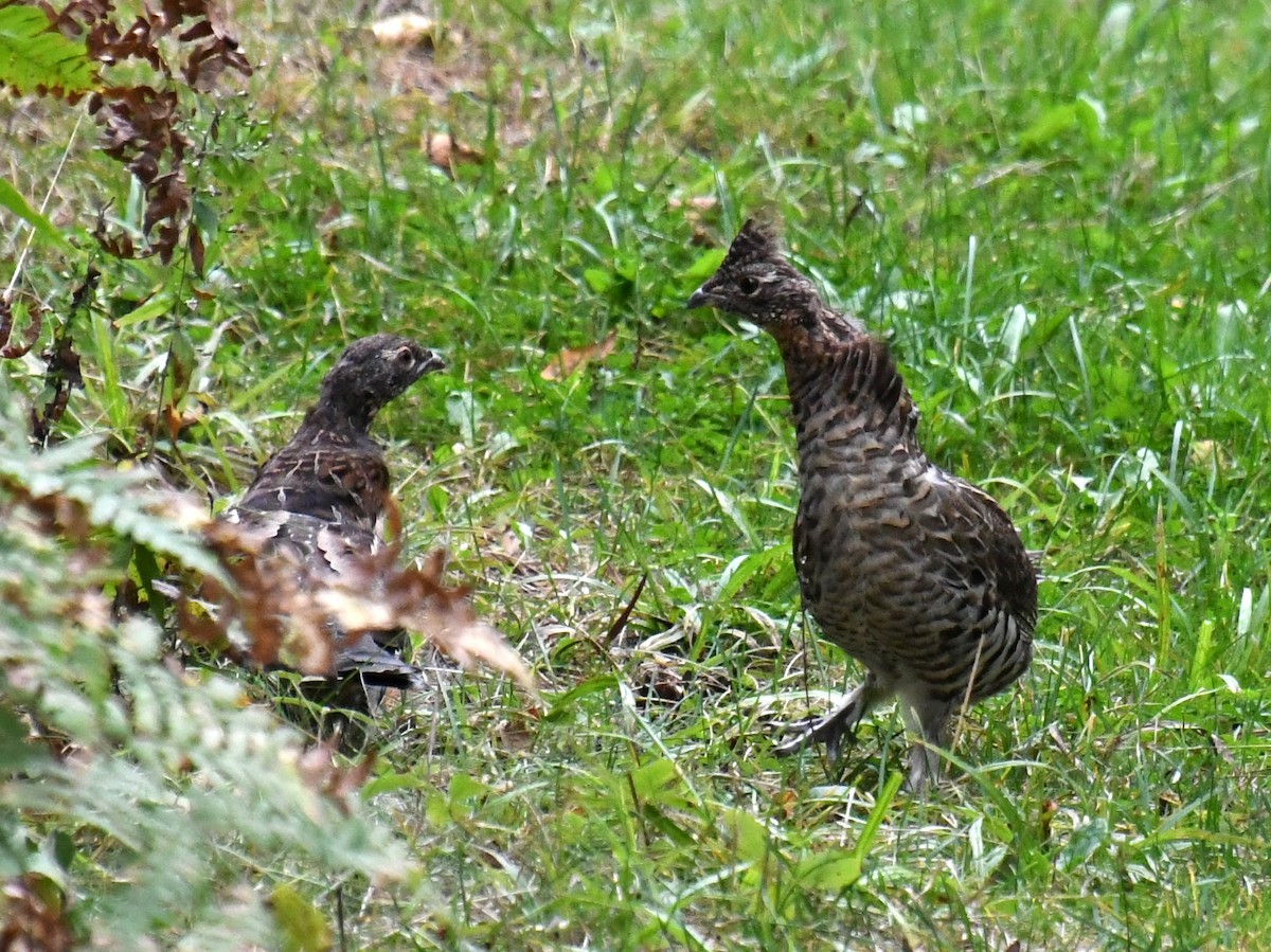 Ruffed Grouse - ML624190358