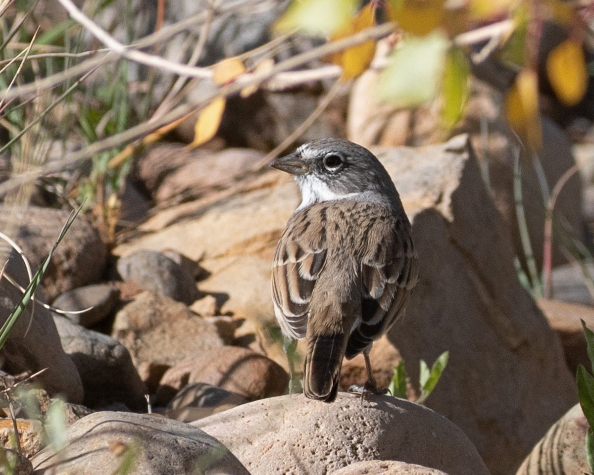 Sagebrush Sparrow - ML624190376