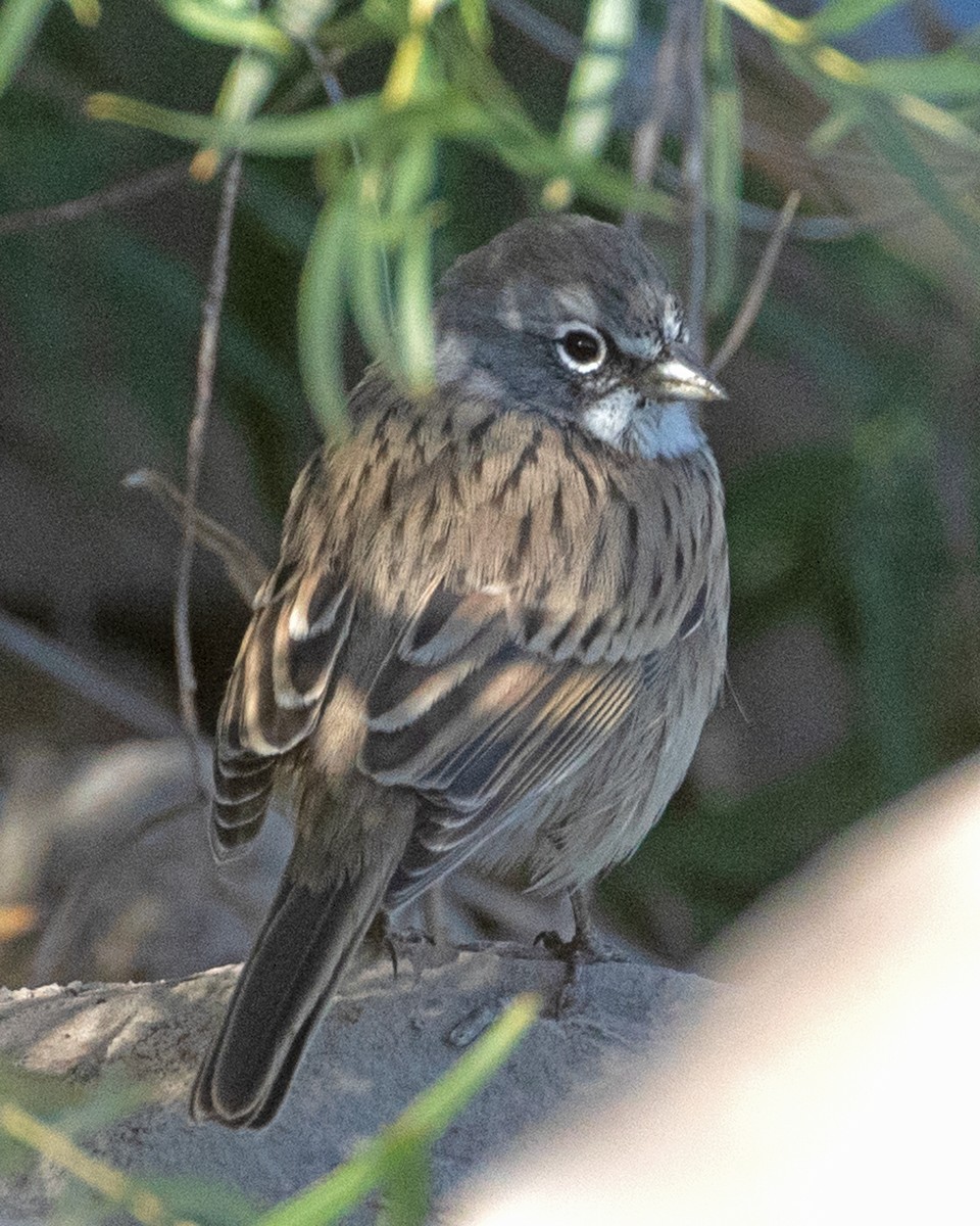 Sagebrush Sparrow - ML624190377