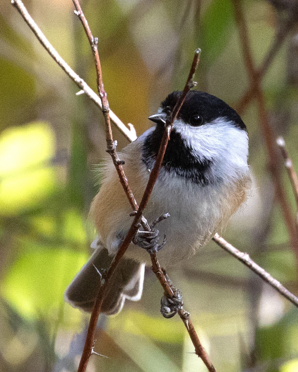 Black-capped Chickadee - ML624190400