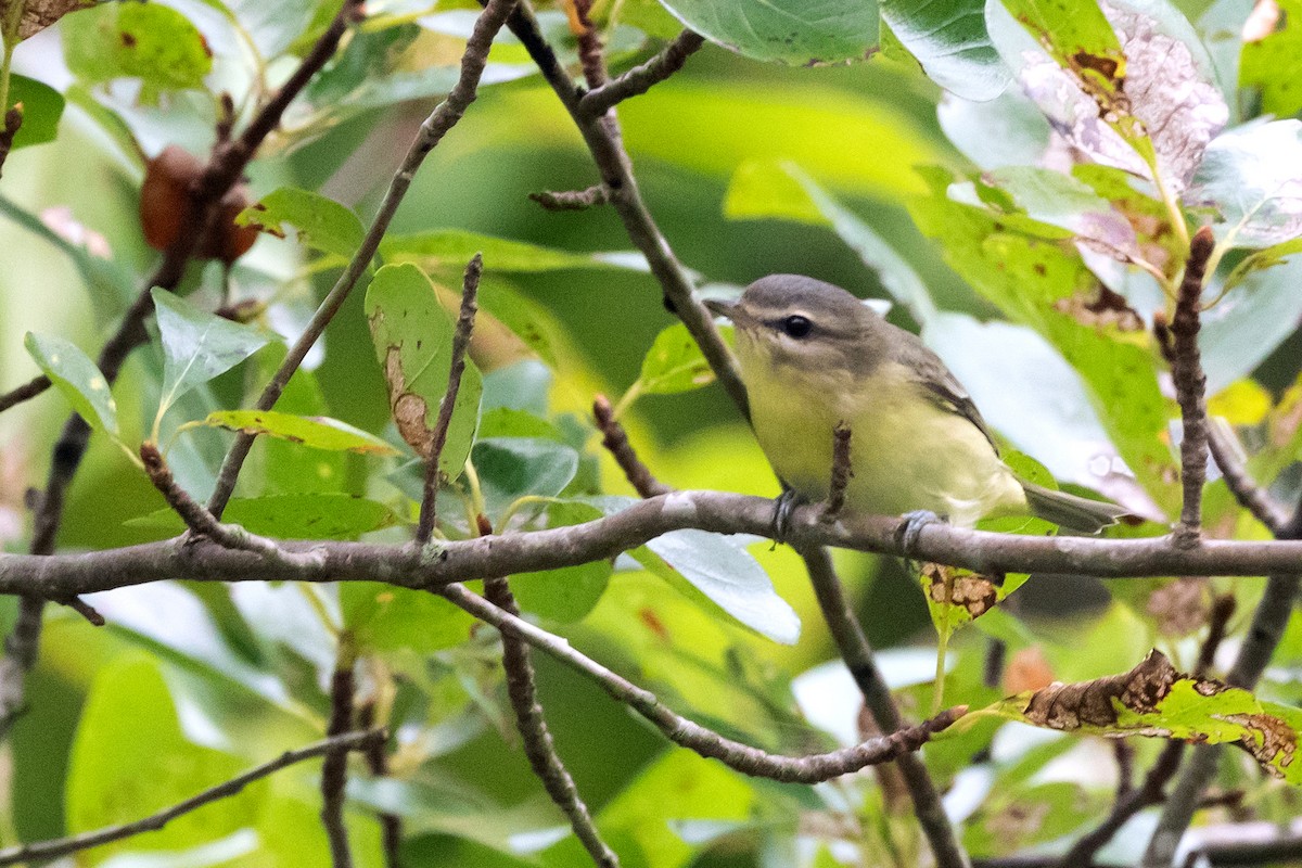 Vireo de Filadelfia - ML624190405