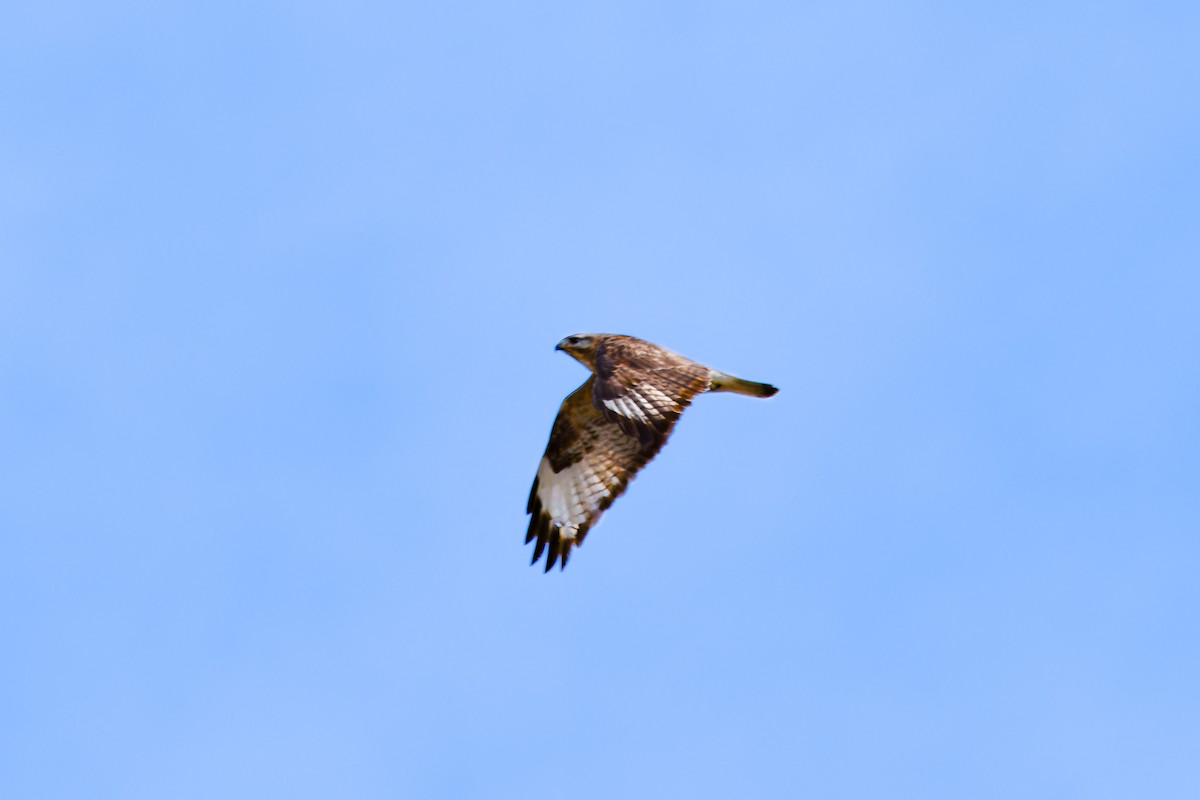 Eastern Buzzard - ML624190416